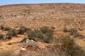 israilagac23423423