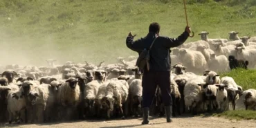 hayvancilik342432