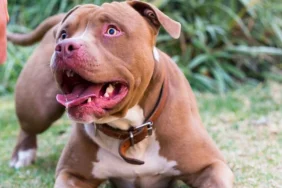 pitbull-saldirisinda-sahibine-75-yila-kadar-hapis-talebi-343f12b7-8f8e-409e-991f-77a86c95b285