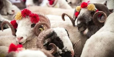 2026-kurban-uygulama-esaslari-resmi-gazetede-izdt2su7 (1)