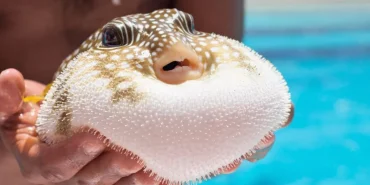 balon-baligi-avciligina-tesvik-50-milyonluk-yayilim-durduruldu-Kv2p9ccU