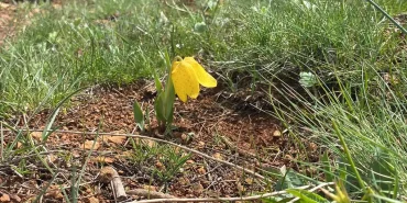 doganin-sessiz-mucizesi-700-bin-tl-cezasiyla-korunan-ters-laleler-gorenleri-buyuluyor-7C1gW8Oi