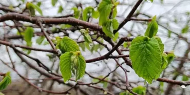 findik-zirai-don-tehlikesi-yasamaya-devam-ediyor-7GfkyxCW