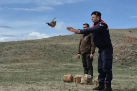 karsta-kacak-avciliga-buyuk-darbe-51-keklik-dogaya-saliverildi-VzpzX4qh