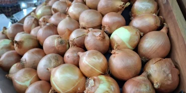 kuru-sogan-ihracati-yila-hizli-basladi-D63HVJgT