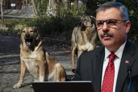 bakan-ciftci-sahipsiz-hayvanlarin-yuzde-80i-toplandi-6ROz4TX7