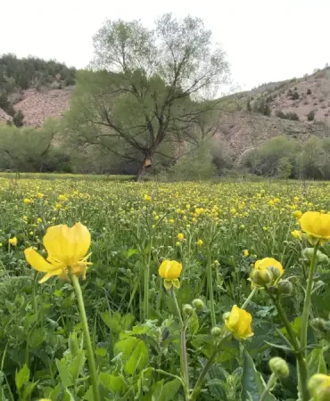 gumushanenin-gokdere-koyunde-acan-sari-cicekler-gorenleri-buyuluyor-AAwqTXWO