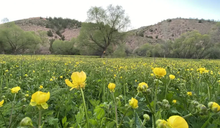 gumushanenin-gokdere-koyunde-acan-sari-cicekler-gorenleri-buyuluyor-AAwqTXWO