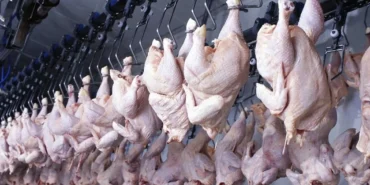 tavuk-eti-ve-yumurta-uretiminde-mart-ayinda-yukselis-xXQYXaLW