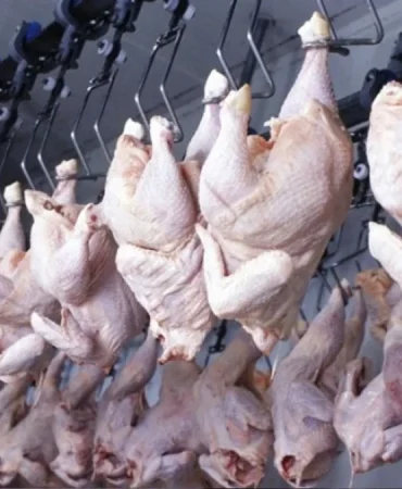 tavuk-eti-ve-yumurta-uretiminde-mart-ayinda-yukselis-xXQYXaLW